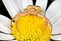 Crab Spider {Xysticus cristatus} female on flower. Austrian Alps, June 2009.