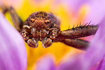 Crab Spider {Xysticus cristatus} male, Austrian Alps, June 2009.