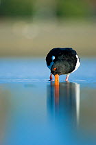 South Island pied oystercatcher (Haematopus finschi) feeding in shallow water, Christchurch, New Zealand, March