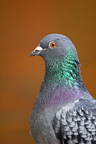 Rock pigeon (Columba livia) portrait, Christchurch, New Zealand, April