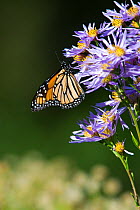 Monarch butterfly (Danaus plexippus) on flowers, Christchurch, New Zealand, May
