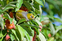 Silvereye / Waxeye / Tauhou (Zosterops lateralis) adult in tree, Christchurch, New Zealand, May