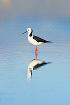 Pied stilt (Himantopus himantopus) wading in shallow pool, Christchurch, New Zealand, July