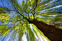 Willow tree (Salix sp) view up the trunk, Christchurch, New Zealand, September 2007