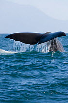 Sperm whale / Paraoa (Physeter macrocephalus) tail fluke diving, Kaikoura, New Zealand, November