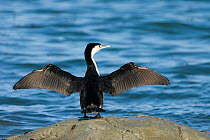 Rear view of Pied shag / Karuhiruhi (Phalacrocorax varius varius) with wings stretched out on rock, Kaikoura, New Zealand, November