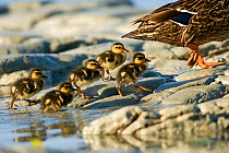 Mallard (Anas platyrhynchos platyrhynchos) ducklings following mother, Kaikoura, New Zealand, November
