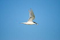 White-fronted tern (Sterna striata) in flight with a fish, Banks Peninsula, South Island, New Zealand, January