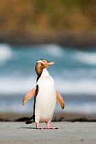 Yellow eyed penguin (Megadyptes antipodes) on sandy beach, Otago Peninsula, New Zealand, February