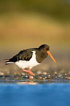 South Island pied oystercatcher (Haematopus finschi) at waters edge, Christchurch, New Zealand, February