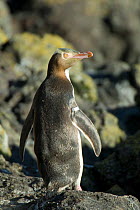 Yellow-eyed penguin (Megadyptes antipodes) with a flipper tag, Banks Peninsula, New Zealand, January