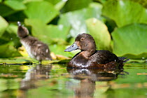 New Zealand scaup duck (Aythya novaeseelandiae) adult with chick behind, Christchurch, New Zealand, January