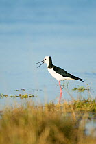 Pied / Black winged stilt (Himantopus himantopus) calling amongst grass by river mouth, Christchurch, New Zealand, January