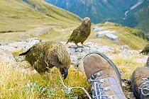 Kea (Nestor notabilis) investigating photographers boots with juvenile behind, Arthur's Pass, New Zealand, February