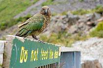 Kea (Nestor notabilis) perched on a 'Do not feed the Kea' sign, Arthur's Pass, New Zealand, March, Vulnerable species