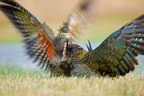 Kea (Nestor notabilis) juvenile fighting an adult over a road killed hare, Arthur's Pass, New Zealand, March, Vulnerable species