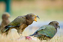 Juvenile Kea (Nestor notabilis) calling, perched on a road-killed hare, Arthur's Pass, New Zealand, March, Vulnerable species