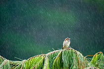 Male House sparrow (Passer domesticus) peched on a fallen Fir tree in heavy rain, Christchurch, New Zealand, March