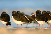 South Island pied oystercatchers (Haematopus finschi) at roost on sandy beach, Christchurch, New Zealand, May