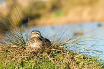 Grey duck (Anas superciliosa superciliosa) on nest, Christchurch, New Zealand, July