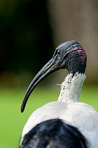 Rear view of Sacred ibis (Threskiornis aethiopicus) Sydney Botanic gardens, Australia, August