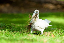Sulphur crested cockatoo (Cacatua galerita) feeding on grass roots, Sydney Botanic gardens, Australia, August
