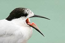 White fronted tern (Sterna striata) yawning, Banks Peninsula, New Zealand, February