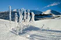 Icicles on grass at Mount Hutt, Christchurch, New Zealand, July 2008