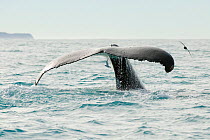 Humpback whale (Megaptera novaeangliae) tail fluke showing whilst diving, Kaikoura, New Zealand, July