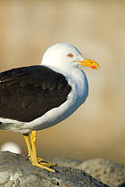 Black backed gull (Larus dominicanus) perched on a rock, Kaikoura, New Zealand, July