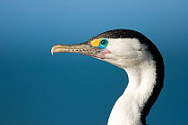 Pied shag / cormorant (Phalacrocorax varius varius) profile, Kaikoura, New Zealand, October