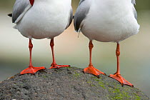 Legs of two Red billed gulls (Chroicocephalus scopulinus) on rock, Akaroa, New Zealand, October