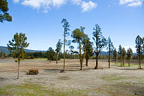 Bulldozer in newly cleared forest, West Coast, New Zealand, October 2008