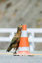 Juvenile Kea (Nestor notabilis) playing with a traffic cone, Arthur's Pass, New Zealand, October, Vulnerable species