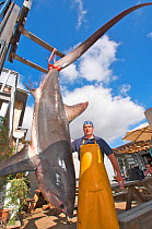 Fisherman with Common thresher shark {Alopias vulpinus} caught off the coast of Devon, UK.  Weight 450lbs. September 2009