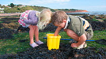 Children checking their bucket for animals caught in a tidepool on Exmouth Beach, Devon, UK, September 2009, Model released.