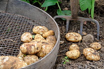 Freshly dug new potatoes, 'Arran Pilot' tubers in sieve, UK, May.