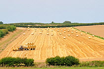 Tractor pulling trailor with round straw bales, Norfolk, Uk, August.