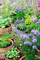 Assortment of kitchen garden herbs in pots, chives, marjoram, parsley, basil, thyme, Norfolk, UK, June.