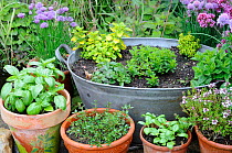 Assortment of kitchen garden herbs in pots, chives, marjoram, parsley, basil, thyme, Norfolk, UK, June