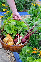 Early summer harvest of potatoes, spring onions, beetroot, carrots, radishes and lettuce, UK, June.