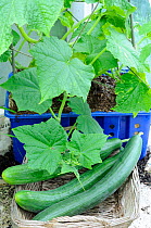 Homegrown greenhouse Cucumbers (Cucumis sp.), Norfolk, UK, July.