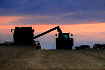 Wheat harvesting at sunset, Norfolk, Uk, August
