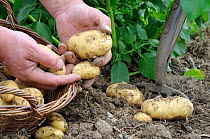 Freshly dug 'charlotte' potatoes in gardener's hands, UK, June.