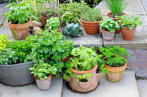 Pot grown herbs including mint, chives, basil, parsley, and thyme, pots arranged on patio, Norfolk, UK, June