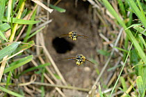 Common Wasps {Vespula vulgaris} flying from underground nesting chamber, Norfolk, UK, August