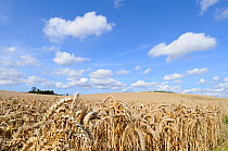 Wheat field {Triticum aestivum} ready for harvest in high summer with blue sky and white clouds, Norfolk, UK, August