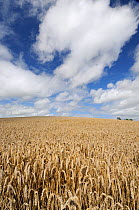 Wheat field {Triticum aestivum} ready for harvest in high summer with blue sky and white clouds, Norfolk, UK, August