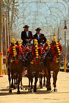 Five traditionally dressed horses, pulling a carriage, parade during the Feria Del Caballo (Horse Fair), Jerez De La Frontera, Andalucia, Spain, May 2009