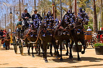 Five traditionally dressed horses, pulling a carriage, parade during the Feria Del Caballo (Horse Fair), Jerez De La Frontera, Andalucia, Spain, May 2009
